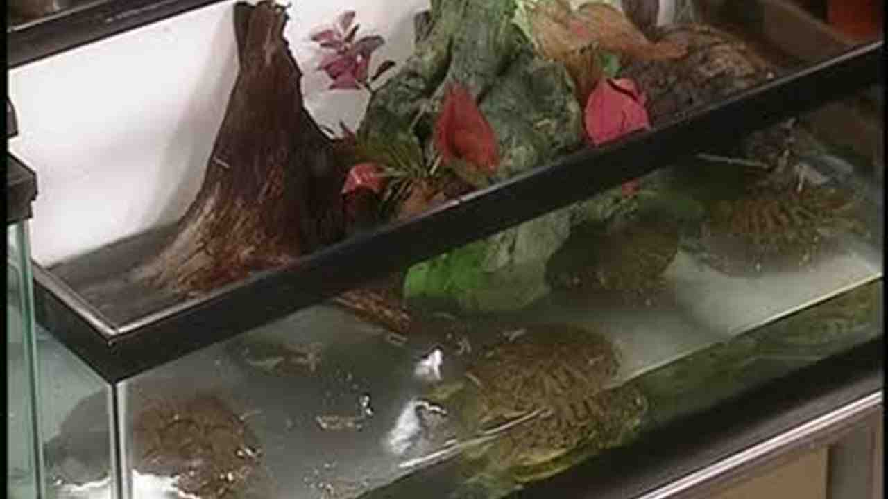 How to care for a turtle 64 How to care for a turtle 11